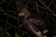 Large-tailed Nightjar (Caprimulgus macrurus)